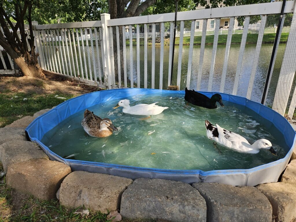 Ducks and Water - our duck inside their pet pool