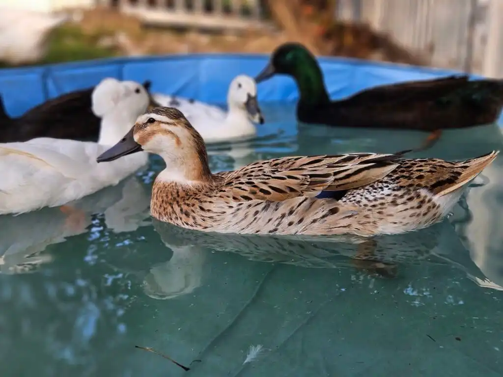 swimming ducks