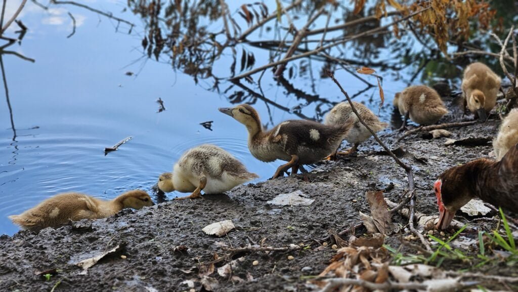 ducks and water - ducklings in a shallow pond