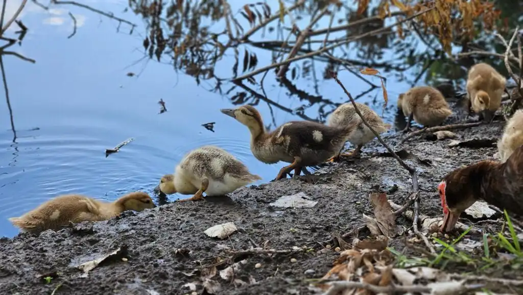 ducks and water - ducklings in a shallow pond