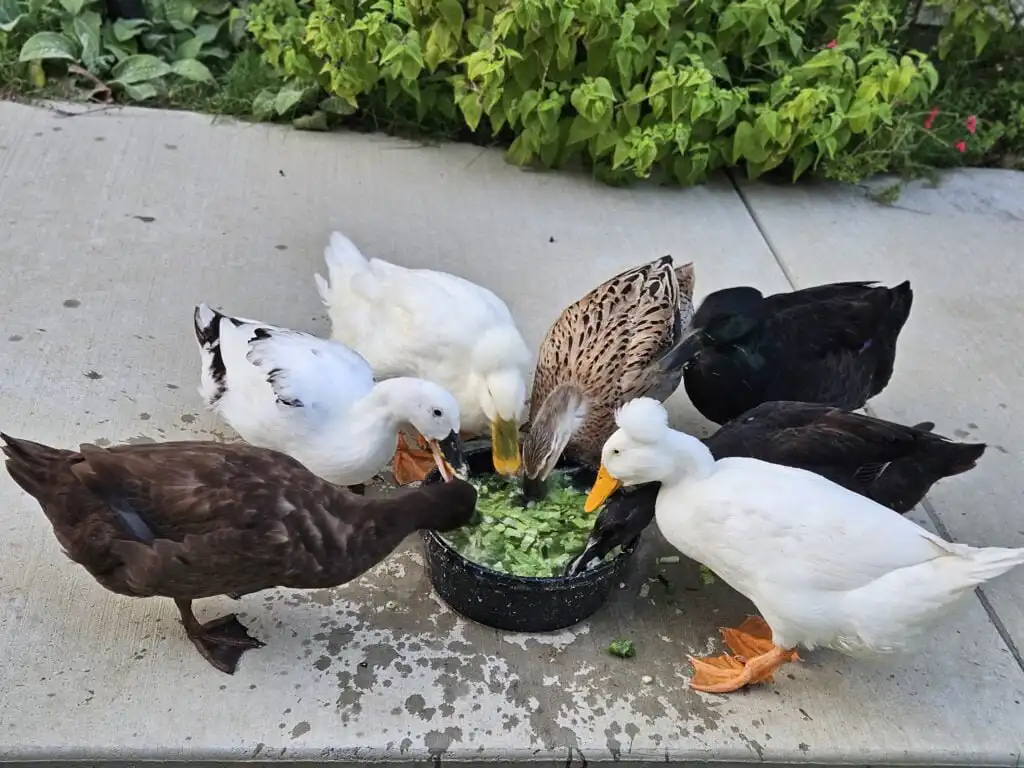 ducks eating their food that is in water
