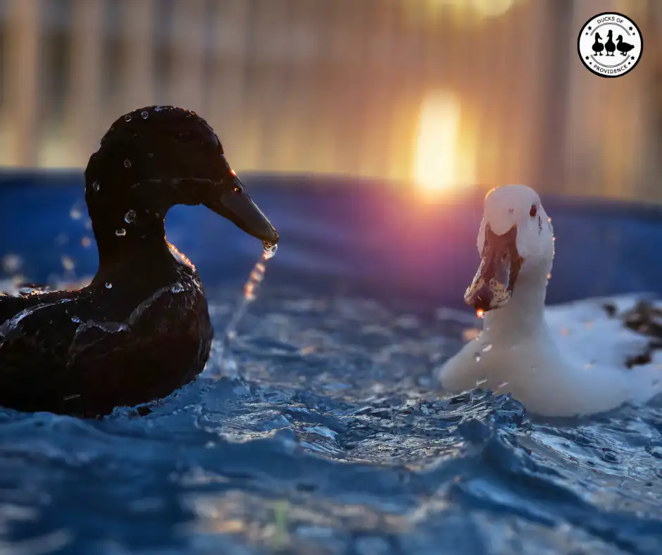water is essential for ducks