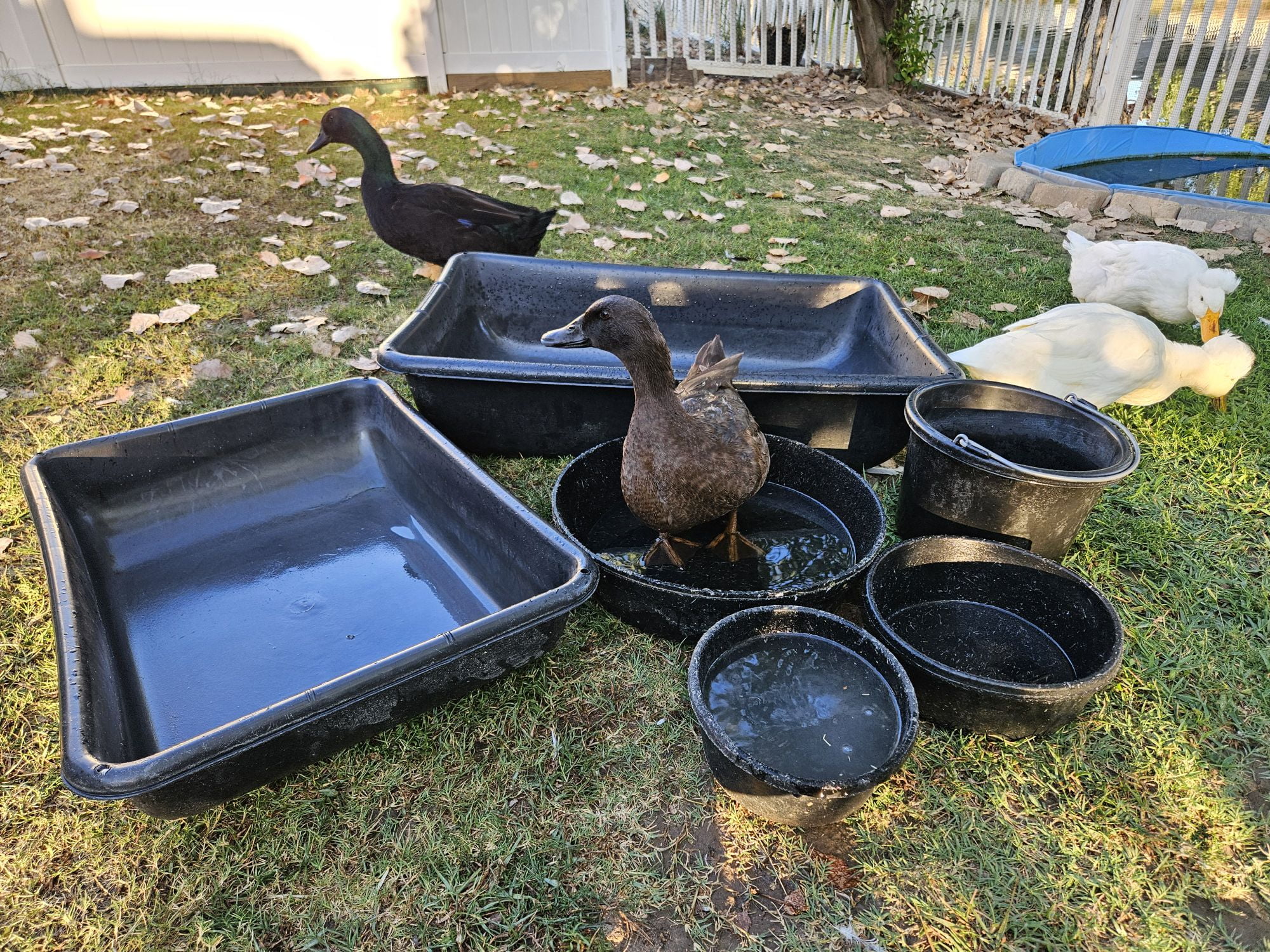 Gallery Detail: Ducks And Water Keeping Your Flock Happy And Healthy