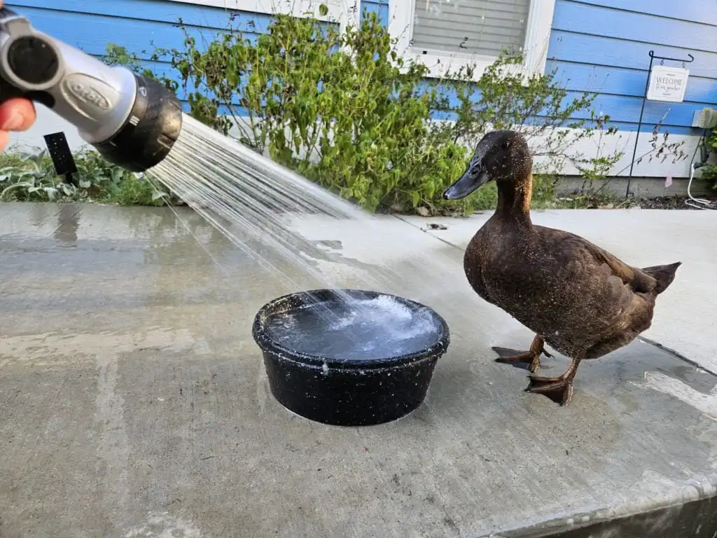 keeping ducks: water is essential