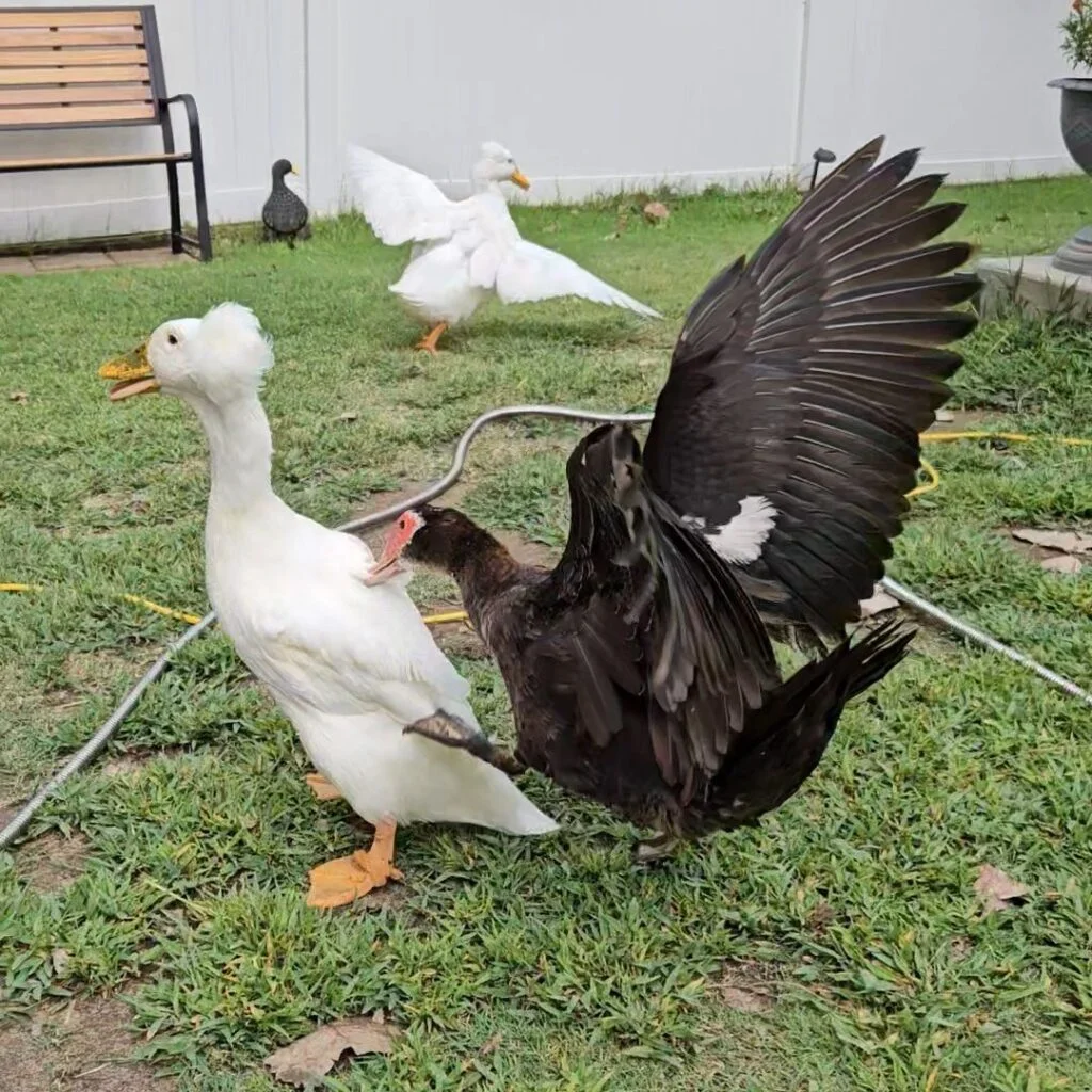 aggressive ducks