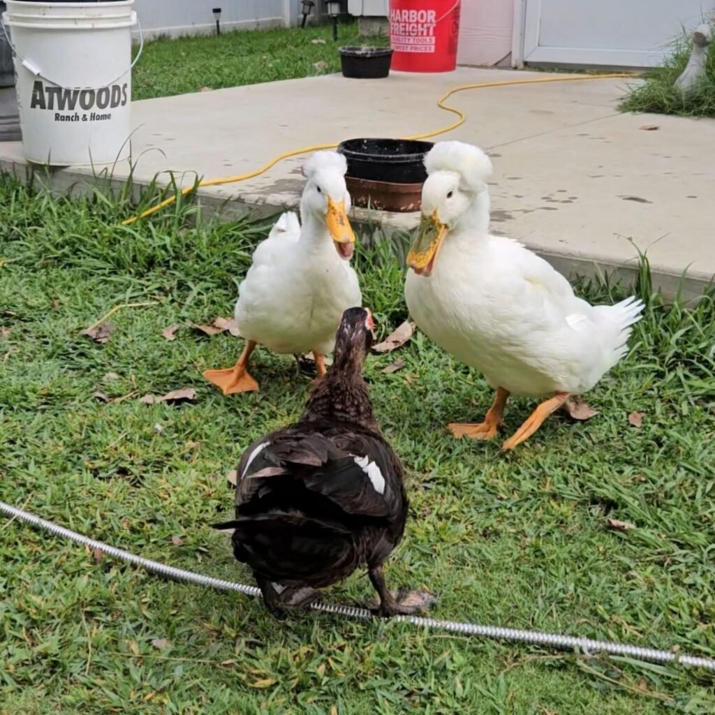 Aggressive Ducks: How do I stop my ducks from fighting?