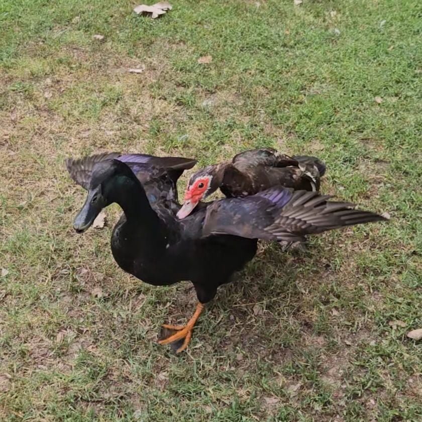 aggressive ducks