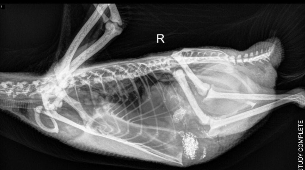 X-ray of our duck