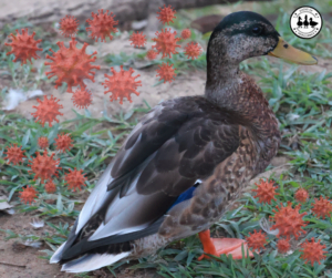 Avian Influenza in Ducks