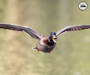 Muscovy Ducks: The Gentle Giants of the Duck World