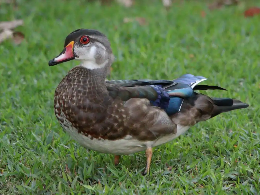 A male wood duck