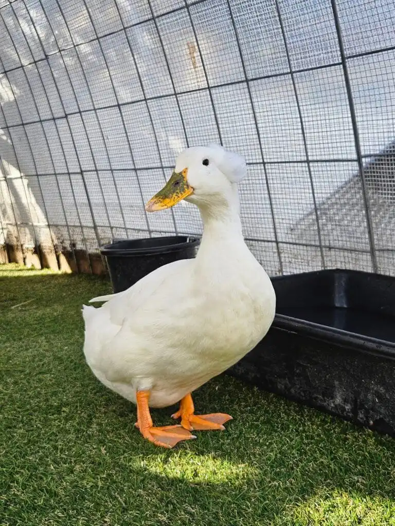 duck on artificial turf