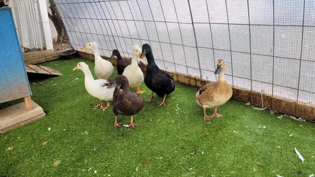 artificial turf in duck run