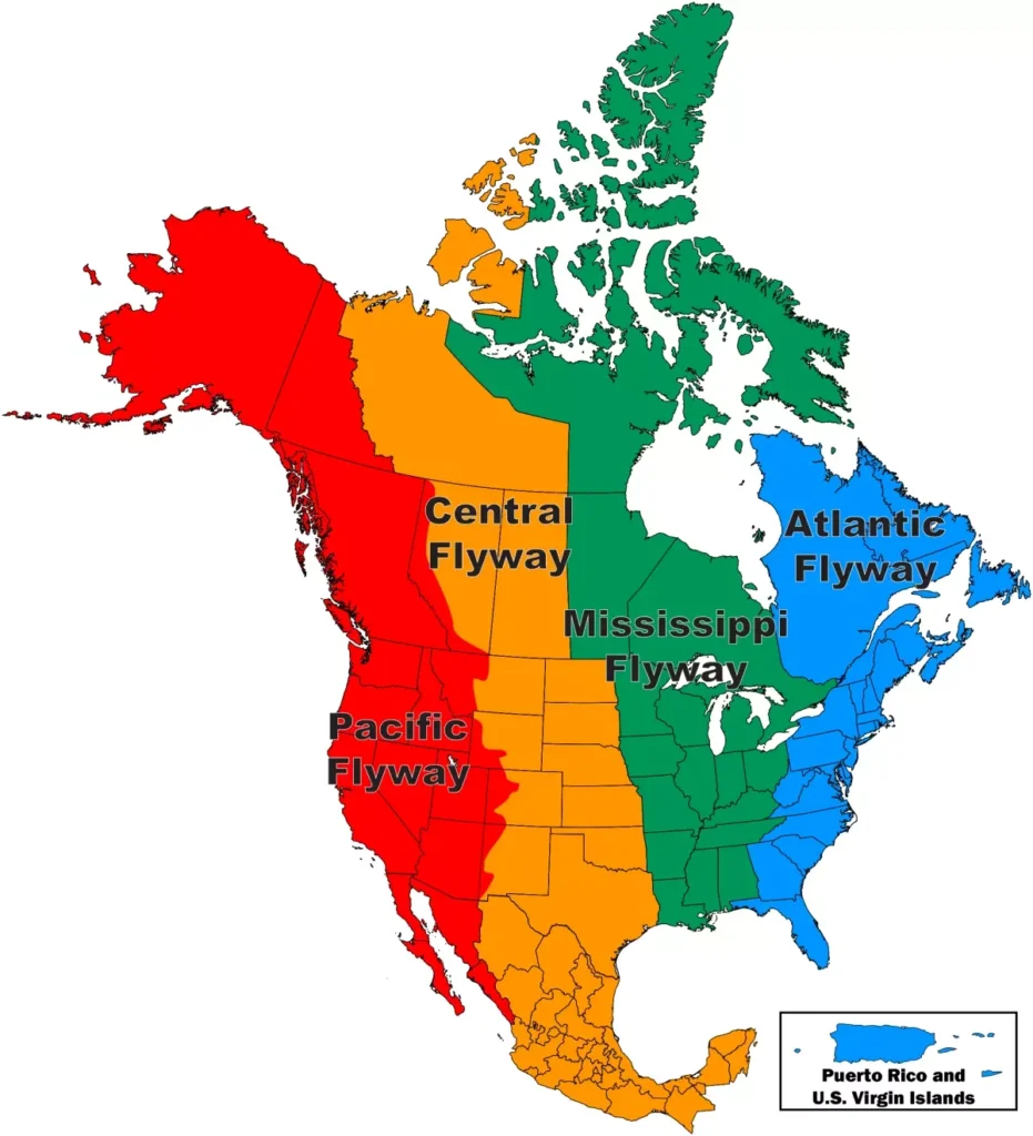 Duck Migration: Major Flyways Map