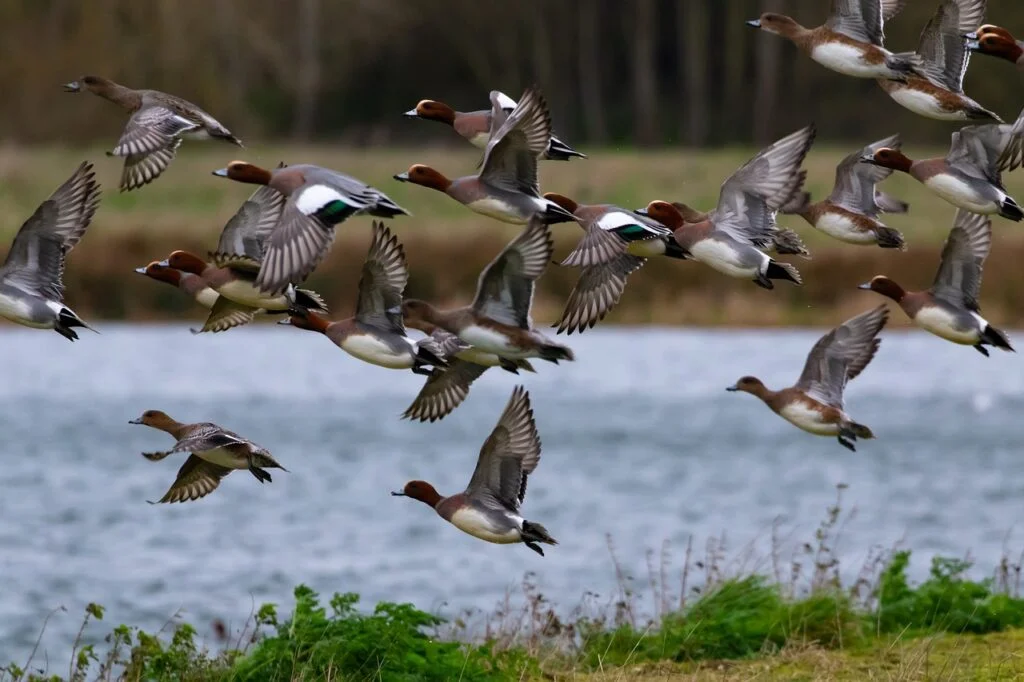 Duck Migration