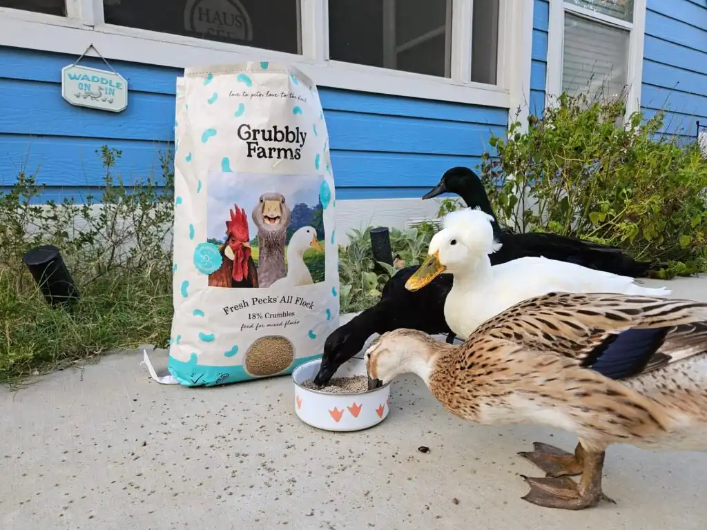 ducks eating grubbly farms feed