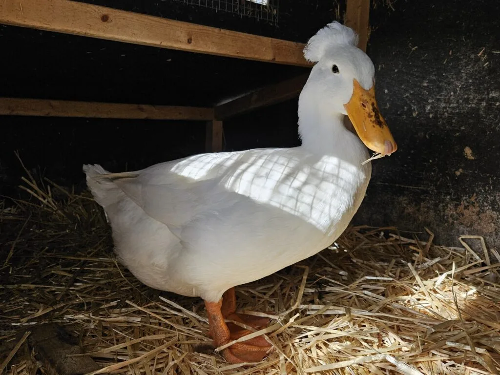 duck on Straw 