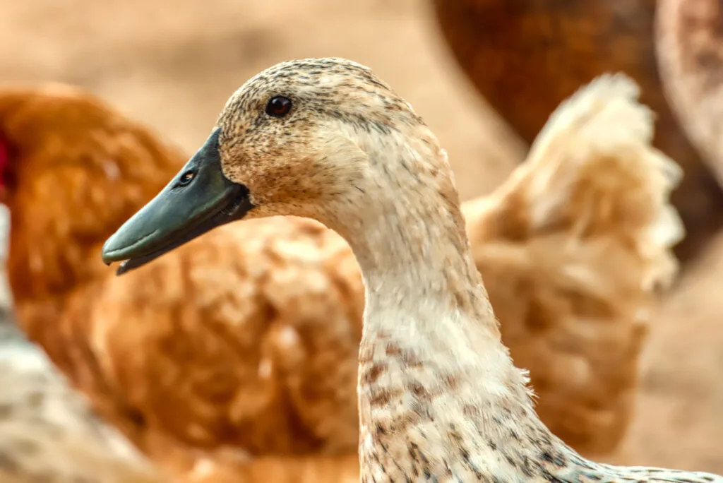 Female Welsh Harlequin Duck