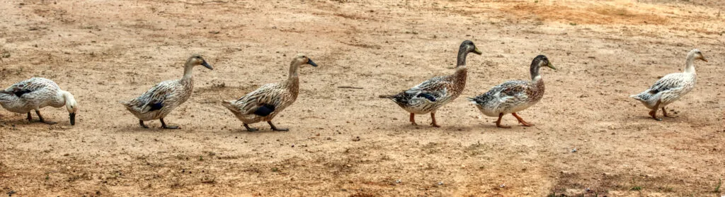 Welsh Harlequin Ducks