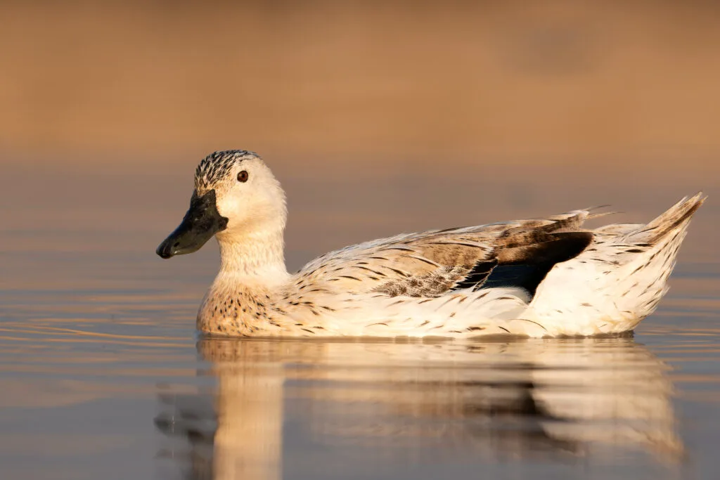 Welsh Harlequin Duck swimming on a pond