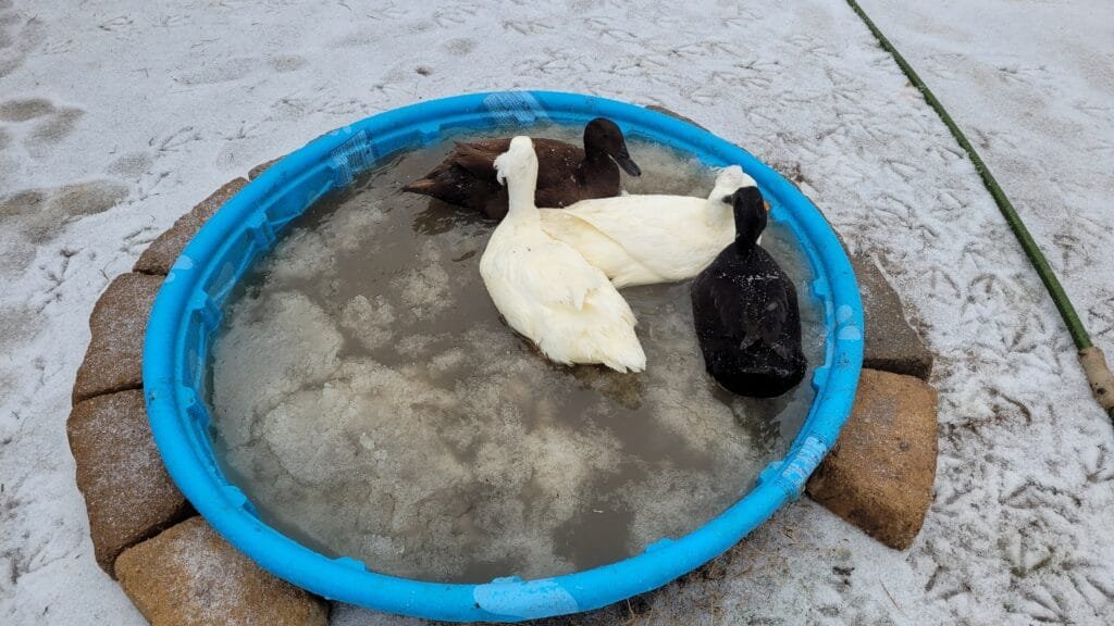 ducks in winter in their partially frozen pool
