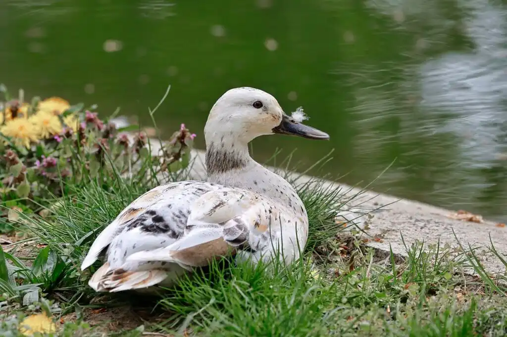 Welsh Harlequin Duck