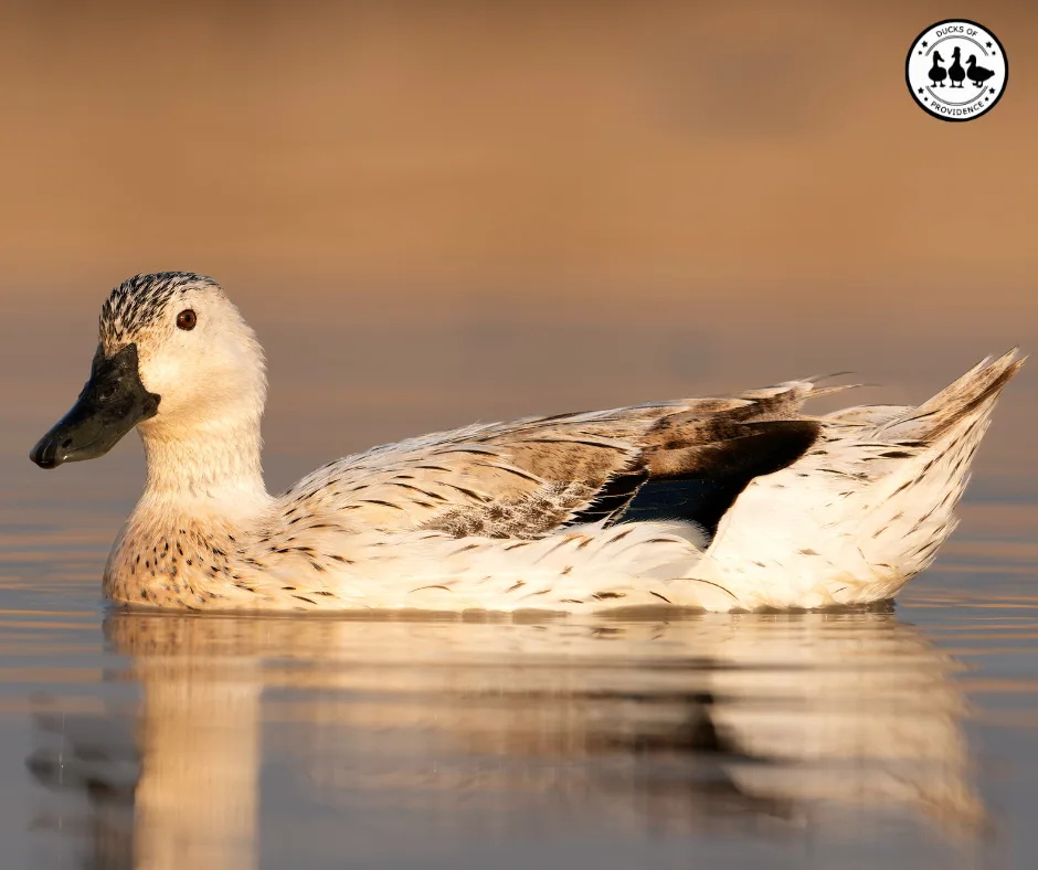 welsh harlequin duck