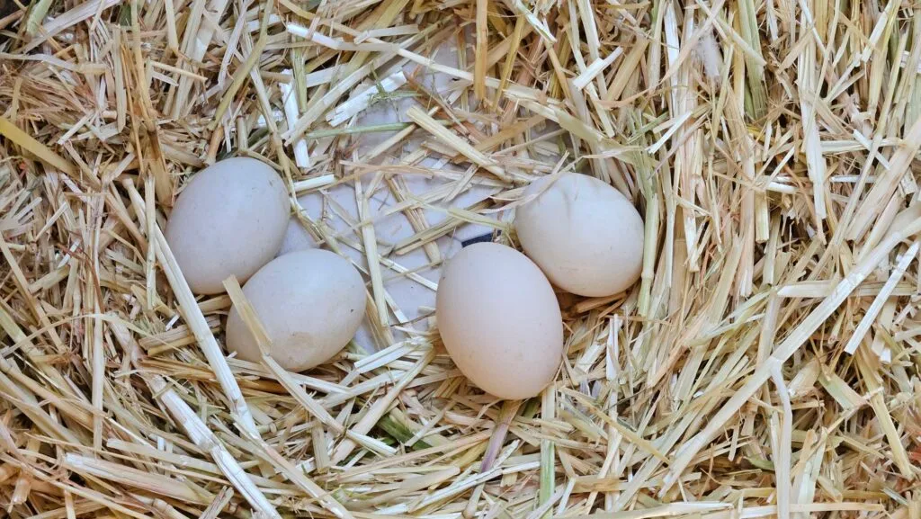 nest of eggs in straw