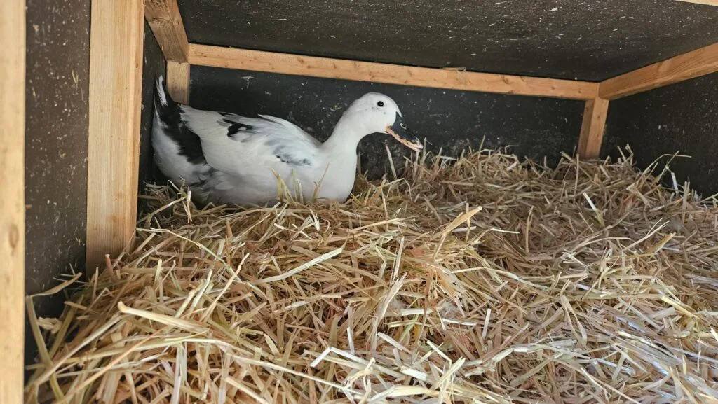 Duck nesting on straw