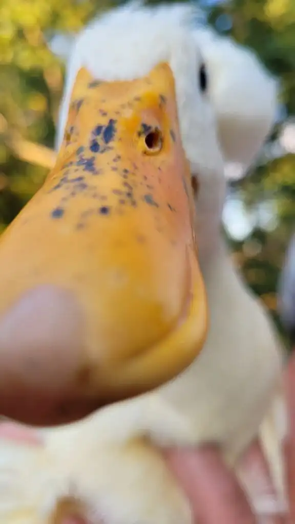 close up of a duck bill