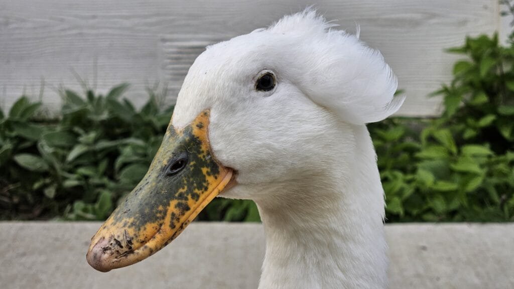 Duck Bill with Freckles