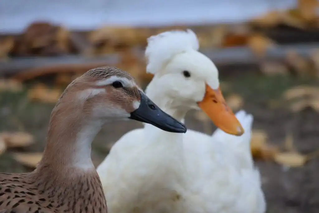 ducks are social animals
