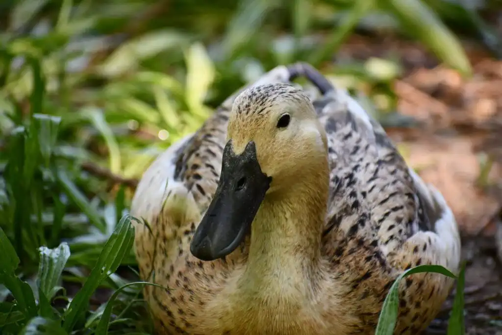 Silver welsh harlequin