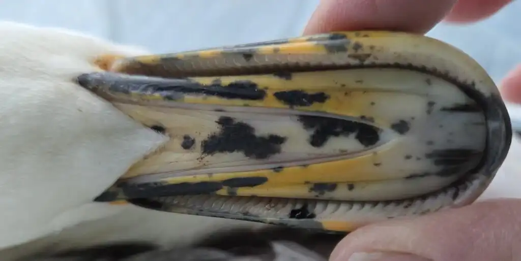 underside of a duck bill
