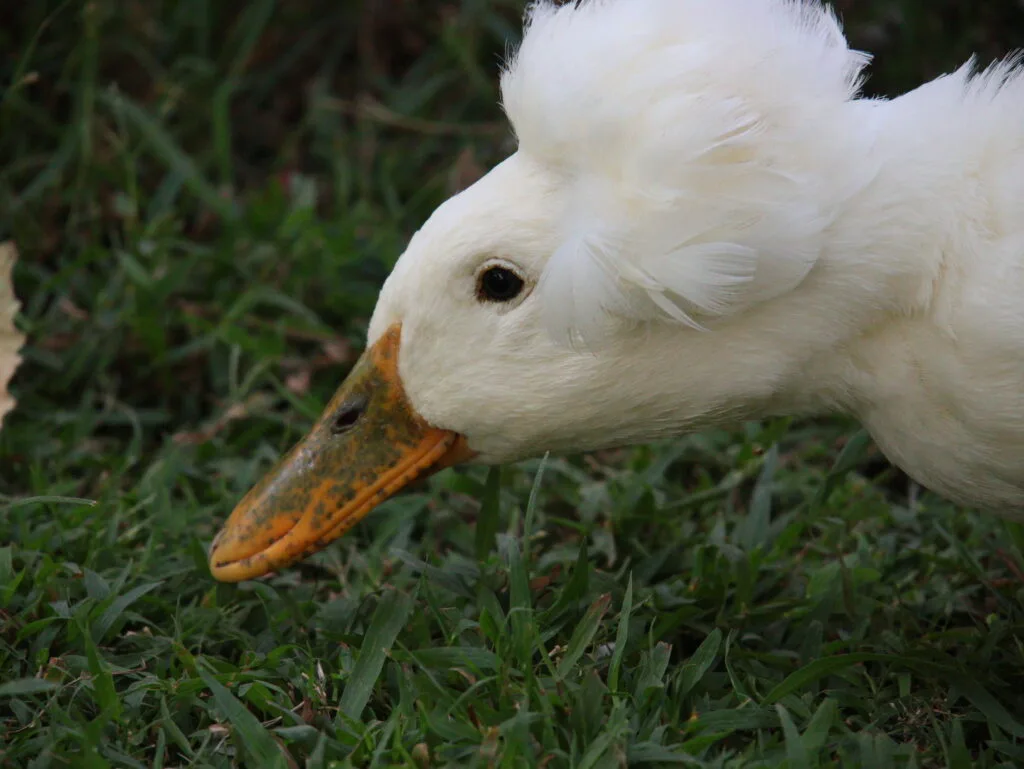 free ranging ducks like to hunt for bugs