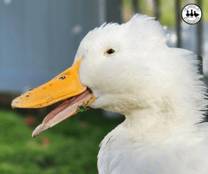 duck coughing