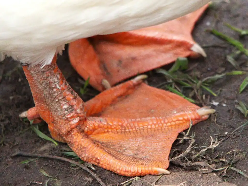 duck feet