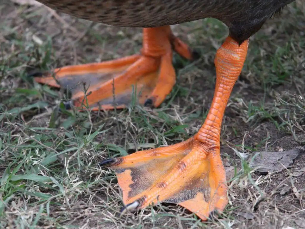 duck feet