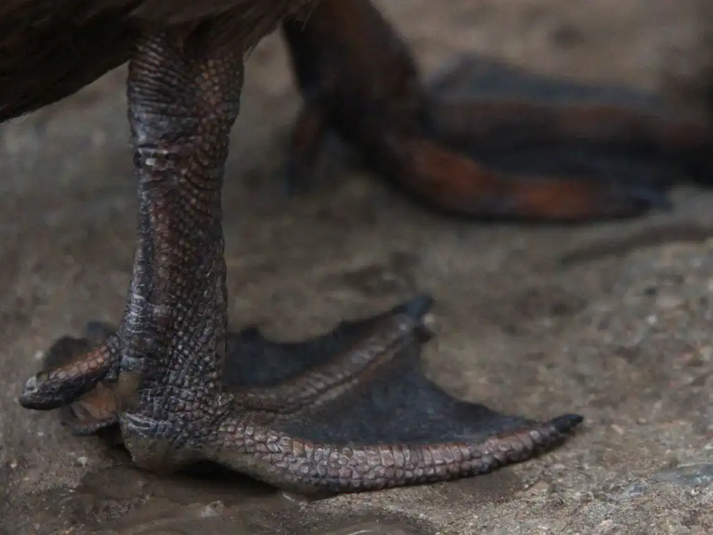 duck feet