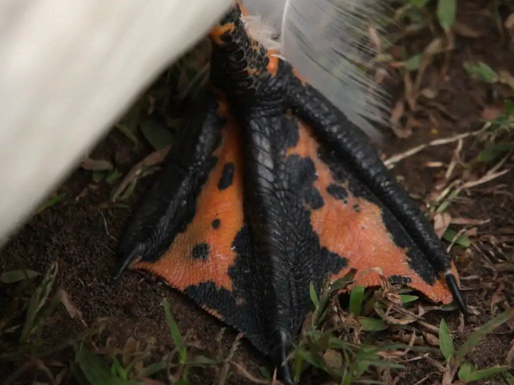 duck feet Ancona Duck