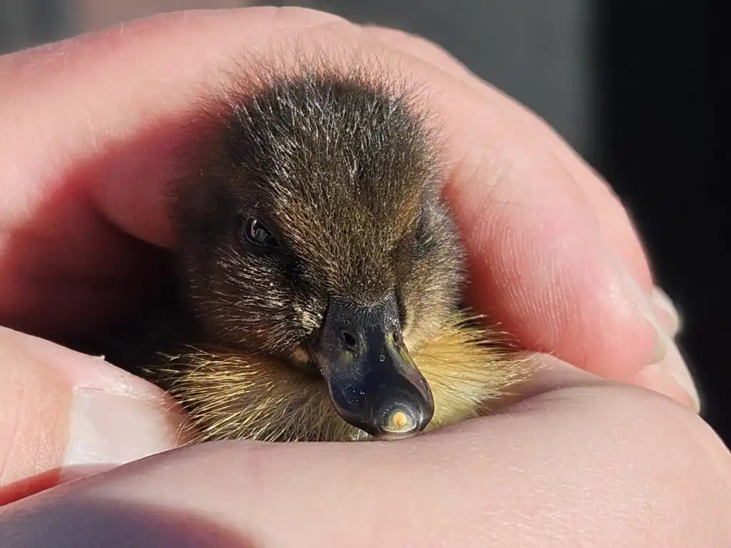 duckling with egg tooth