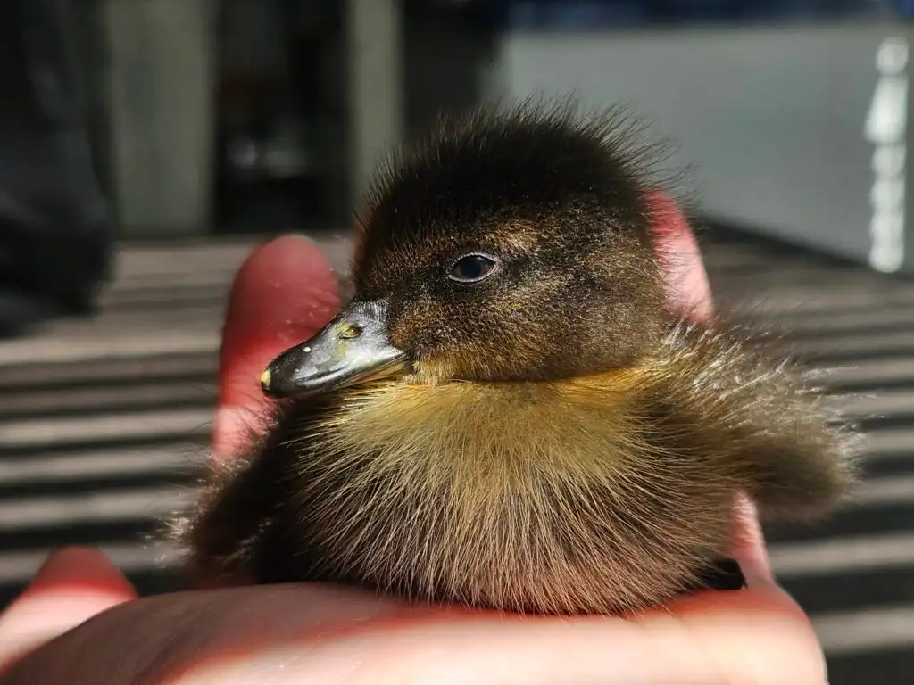 duckling with egg tooth