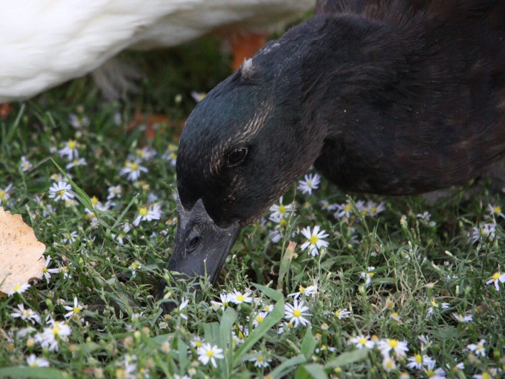 free-ranging ducks