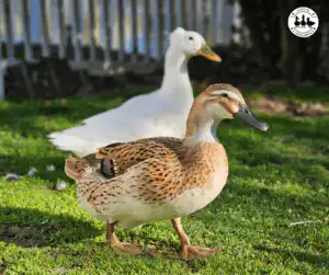 free-ranging ducks