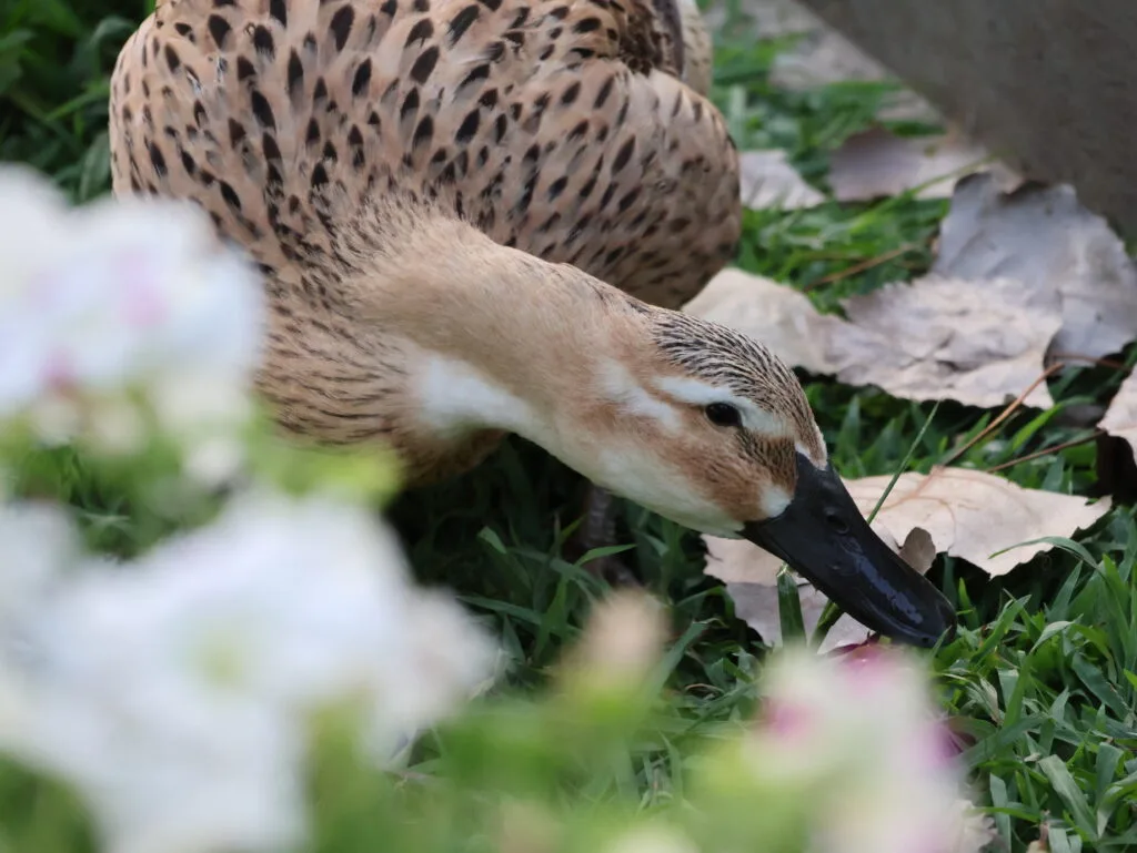 free-ranging ducks