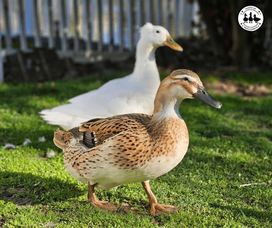 free-ranging ducks