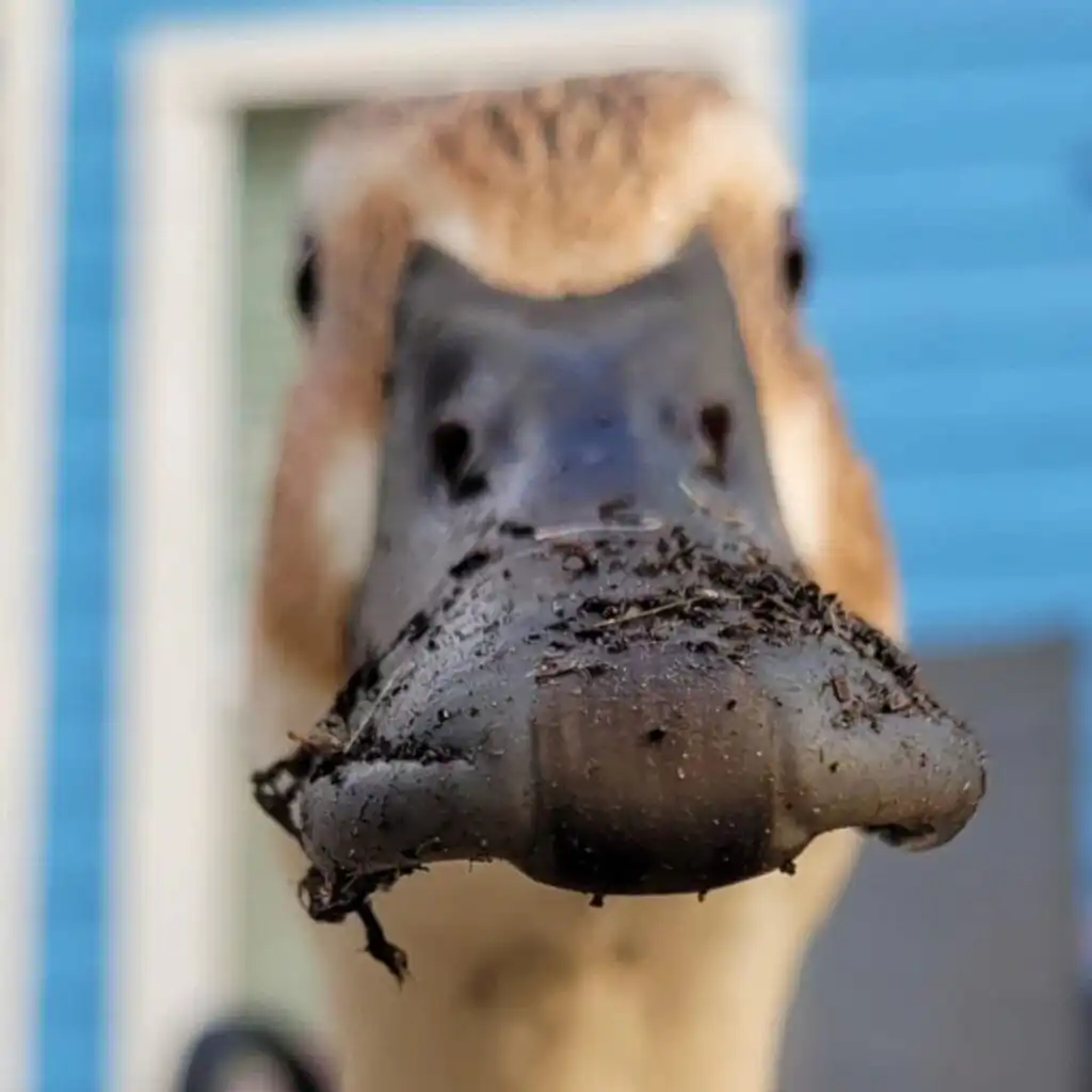 duck bill front view