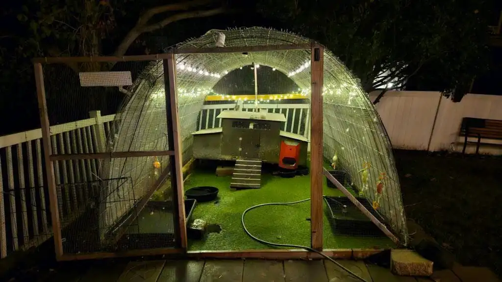 keeping ducks: predator proof shelter is important