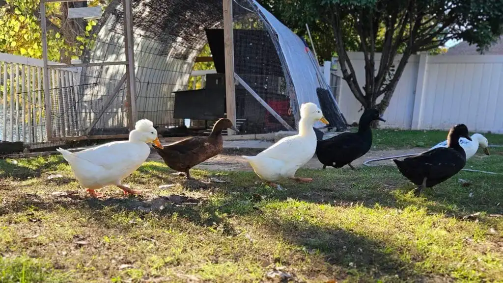 ducks supervised ranging in the yard as part of our daily routine