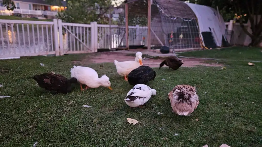 ducks roaming in the yard - part of our daily routine